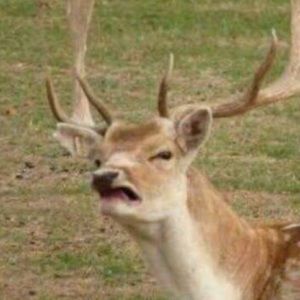 Meet your Posher, Dani